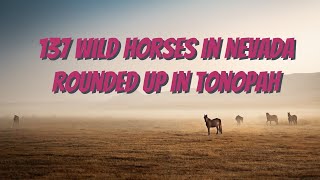 Nevada Wild Horse Roundup in Tonopah rounds up 137 wild horses Nevadahorses wildhorses [upl. by Ahseek]