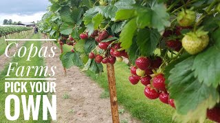 Copas Farms  Pick your own farm  Cherries Strawberries Spinach Peas Beetroot  Buckinghamshire [upl. by Gonroff214]