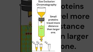 Size Exclusion Chromatography chromatography animation [upl. by Cressler]