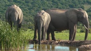 Amazing Animal Elephant Discovery Elephant Wildlife Elephant Nature baby elephant [upl. by Allista]