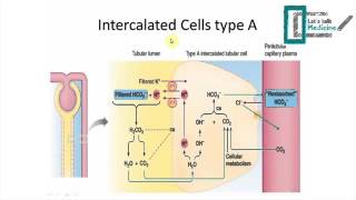 Acidbase balance The physiology [upl. by Kciredes]