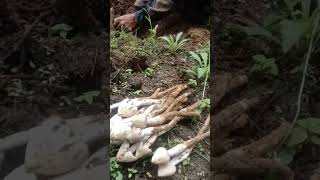 Mushrooms hunting mushroom farming mushroompicking nature forest shorts [upl. by Ennaylloh]