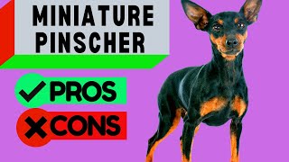 Miniature Pinscher Pros and Cons  Including Min Pin Barking Problems  Should you get One [upl. by Nikita]