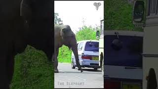 The elephant that sneaks into cars and grabs food elephante [upl. by Mw]