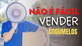 Vender cogumelo NÃO é fácil [upl. by Anuala]