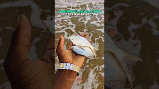 2 Trachinotus Ovatus 🐟🐟 Fishes Was Saved Today fishing fish fishes fishesvideo fisher [upl. by Ayom]