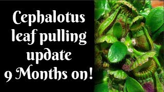 Cephalotus Leaf Pulling 9 Month Update [upl. by Freddie]