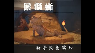 【鬆獅蜥】Part 2： 新手養鬆獅蜥前的準備工作🐉 [upl. by Eekorehc]