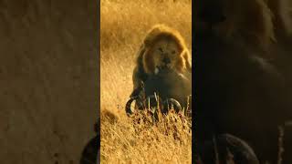 Lion vs Buffalo Intense Attack in the Wild [upl. by Ratcliffe283]