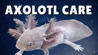 AXOLOTL CARE GUIDE  Housing Feeding amp Tank Mates  Ambystoma mexicanum [upl. by Kcirneh981]