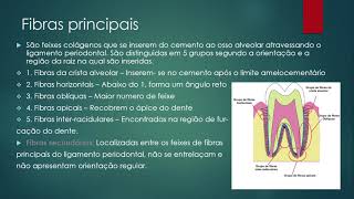 Periodonto para odontologia  Periodonto de inserção [upl. by Sihtam91]