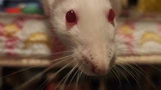 Pet rat sniffing  cute  4K  full video [upl. by Adihaj136]