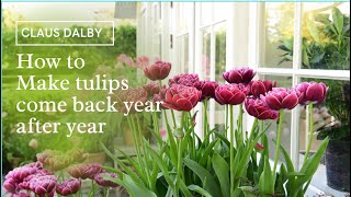 How to Make tulips come back year after year [upl. by Barb]