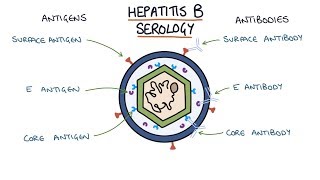 Understanding Hepatitis B Serology Results [upl. by Lehcear]