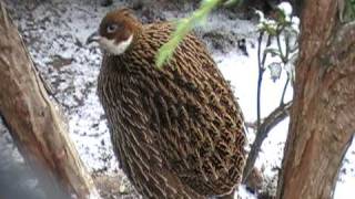 himalayan monal female [upl. by Irtemed]