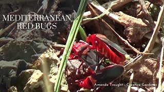 Mediterranean Red Bugs  Scantius Aegyptius [upl. by Ecinue]