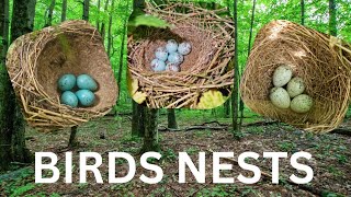 Birds Nests in BRITAIN  Compilation [upl. by Cadell]