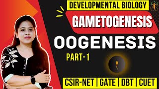 Oogenesis CSIR NET Part1  Gametogenesis Developmental Biology CSIR NET  Developmental Biology [upl. by Ameline422]