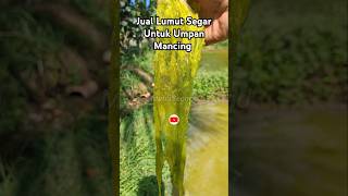 Jual Lumut Segar Untuk Umpan Mancing lumutbusa lumutsuper lumutsawah lukutbusa lukut umpan [upl. by Ahseiyn]