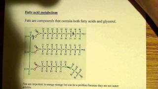 Fatty acid metabolism [upl. by Asilegna]