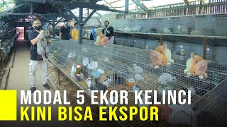 Iseng Pelihara Kelinci Jadi Pintu Rezeki Kini Bisa Ekspor Ke Berbagai Negara [upl. by Aisaim285]