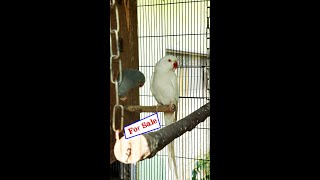 Rose Indian Ringneck  birds parrots cute pet [upl. by Rukna]