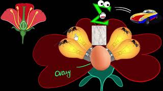 Flower Parts of stamen carpel  How do organisms reproduce  Biology  Khan Academy [upl. by Adolf]