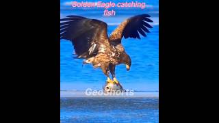 Black Collared Hawk vs Golden Eagle wildlife eagle birds facts shorts jungle [upl. by Marrin]