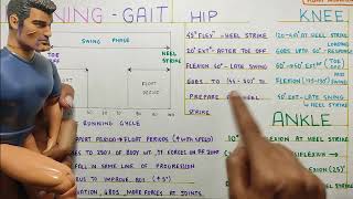 RUNNING GAIT KINEMATICS Gait BiomechanicsPhysiotherapy Tutorial [upl. by Nek]