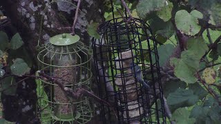 bird feeder live 41124 [upl. by Limak]