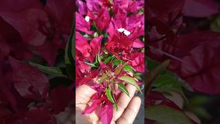 ID Ruby Flame  Bougainvillea Garden  Flowers Bloom  Rare Collection  Tips  grafted  grow [upl. by Chappy]