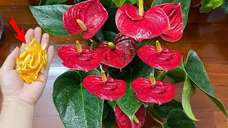 This causes any Anthurium plant to flower and grow like crazy  Natural Fertilizer [upl. by Maro]