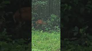 Barking DeerMuntjacat gorumara national park wildlife gorumaraforest youtube shortsfeed video [upl. by Sterling369]