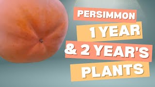 persimmon nursery plants 1 year and 2 years 82191 66815 [upl. by Viola]