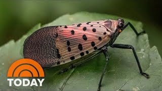 What To Do If You Come Across A Spotted Lanternfly [upl. by Oswal]