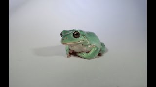 How to Care for Whites Tree Frogs [upl. by Salamanca]