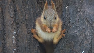 Бельчата Зарисовка  Squirrels baby Sketch [upl. by Gyimah]