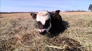 Spring Calving Season has BEGUN [upl. by Catharine]