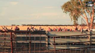 Pink and Gray Galahs Down On The Farm Nature Video [upl. by Hannazus]