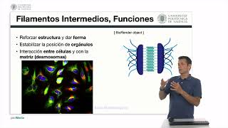 Los filamentos intermedios Los microtúbulos  960  UPV [upl. by Yolanda399]