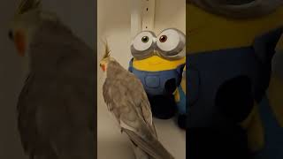 Are we Friends now cockatiel birb [upl. by Abelard662]