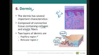 Dermis Structures amp Functions [upl. by Ahsiuqat]