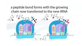 Translation  the biochemistry behind proteinmaking [upl. by Manno79]