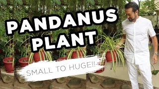 Pandanus Plant Stages From Small to HUGE  Home Gardening [upl. by Llemij]