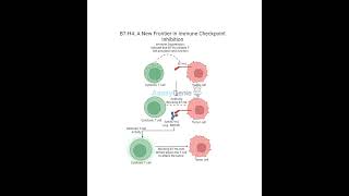 B7H4 A New Frontier in Immune Checkpoint Inhibition [upl. by Clo]