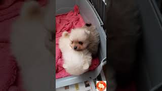 Teacup Pomeranian puppies playing AnjulaPomeranians Toy Poms short [upl. by Anirec]