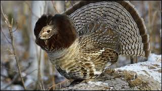 Ruffed grouse Sounds [upl. by Avah]