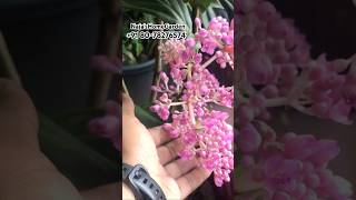 Medinilla Sampling available floweringplants flowers gardening onlinesale tvm [upl. by Hendrickson]