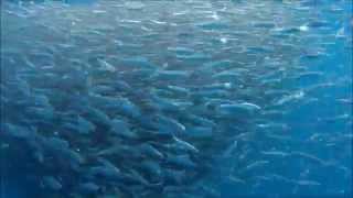 Kalbarri Fishing Murchison Boat Hire Cobia feeding on bait ball [upl. by Nidorf977]