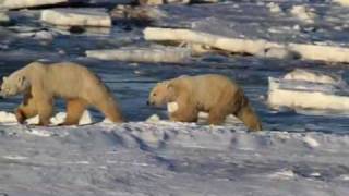 Polar Bear Capital of the World  Churchill Manitoba Canada [upl. by Sayette]